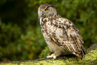 Картинка животные совы филин