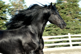 Картинка животные лошади вороной