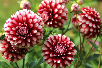 Картинка цветы георгины пестрый