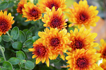 Картинка цветы хризантемы яркий