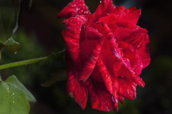 Картинка цветы розы макро