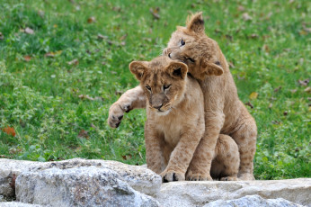 Картинка животные львы игра львята