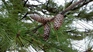 Картинка природа шишки +жёлуди +каштаны хвоя сосна ветки