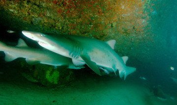 Картинка животные акулы акула глубина океан