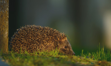 Картинка животные ежи колючки