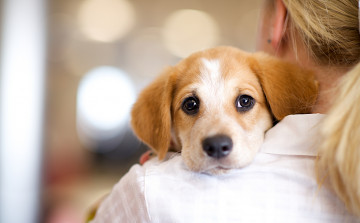 Картинка животные собаки мордочка