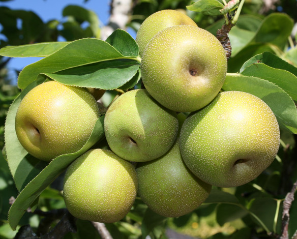 Обои картинки фото природа, плоды, листья, ветки, яблоня