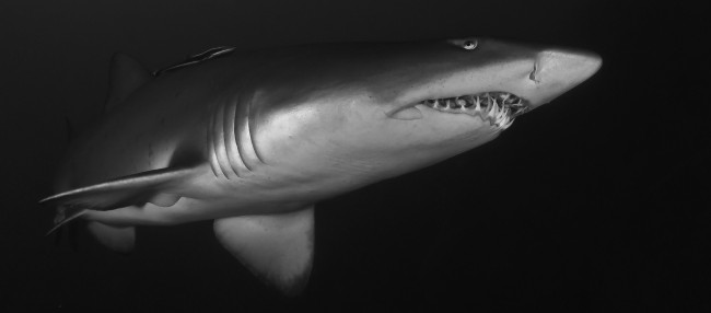 Обои картинки фото животные, акулы, акула, глубина, океан