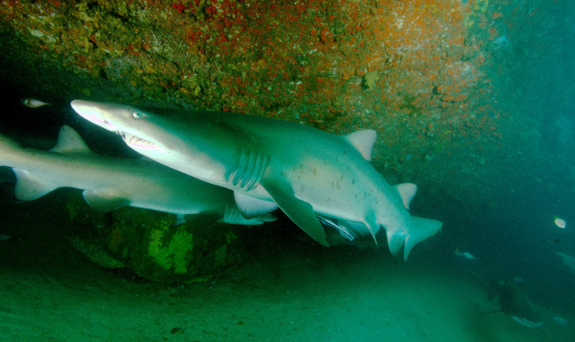 Обои картинки фото животные, акулы, акула, глубина, океан