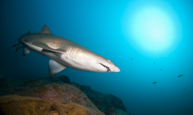 Обои картинки фото животные, акулы, акула, глубина, океан