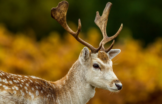 Обои картинки фото животные, олени, рога