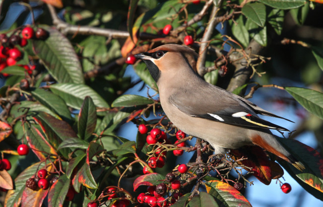 Обои картинки фото животные, свиристели, ягоды