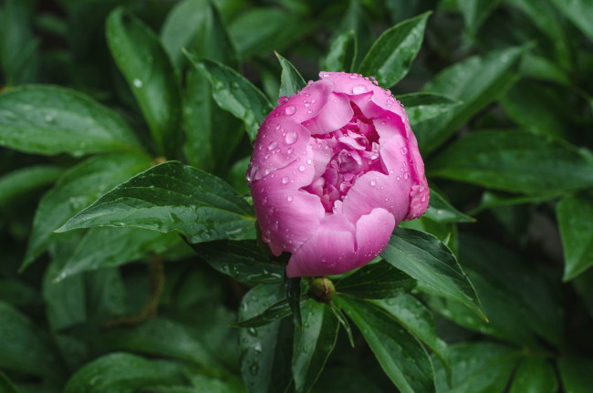 Обои картинки фото цветы, пионы, бутон