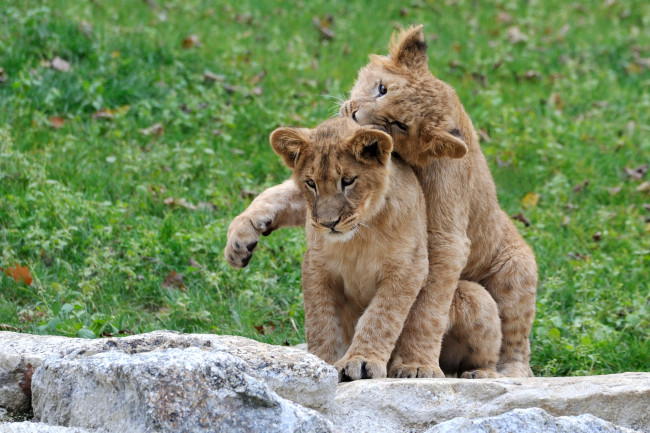 Обои картинки фото животные, львы, игра, львята