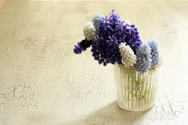 Обои картинки фото цветы, гиацинты, гадючий, лук, стакан, мышиный, гиацинт, мускари