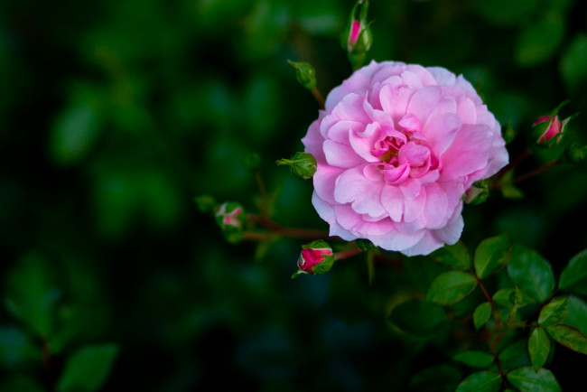 Обои картинки фото цветы, розы, розовый