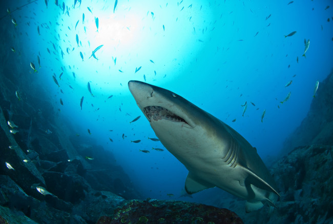Обои картинки фото животные, акулы, акула, глубина, океан