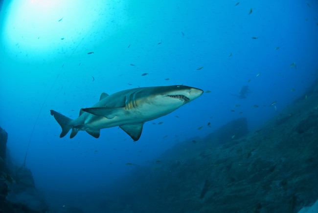 Обои картинки фото животные, акулы, океан, глубина, акула