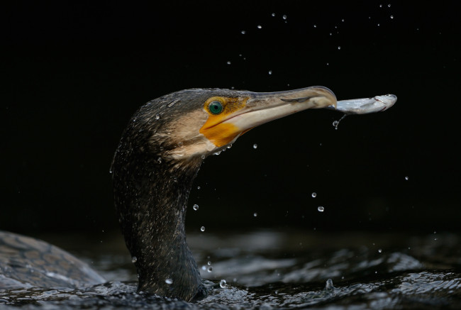 Обои картинки фото животные, Чайки,  бакланы,  крачки, баклан