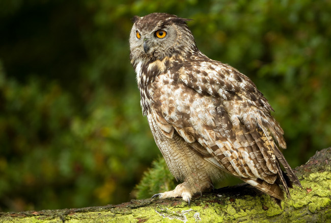 Обои картинки фото животные, совы, филин