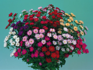 Картинка цветы астры много букет