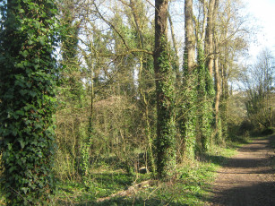 Картинка лес природа франция