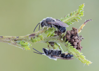 Картинка животные пчелы +осы +шмели пчёлы пара насекомые фон травинка макро cristian arghius