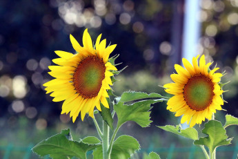 Картинка цветы подсолнухи лепестки желтый
