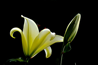 Картинка цветы лилии +лилейники лилия