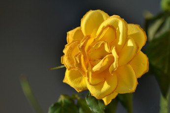 Картинка цветы розы бутон роза