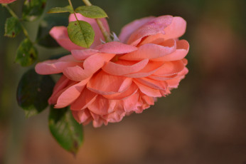 Картинка цветы розы бутон роза