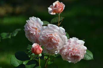 Картинка цветы розы бутон роза