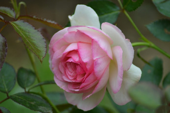 Картинка цветы розы бутон роза