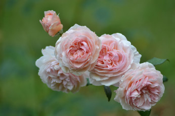 Картинка цветы розы роза бутон