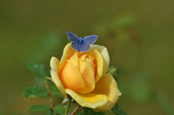 Картинка цветы розы роза бутон