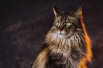 Картинка животные коты киса коте взгляд усы ушки