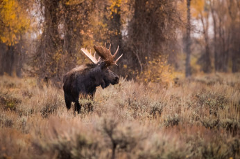 Картинка животные лоси рога лес осень трава красавец профиль