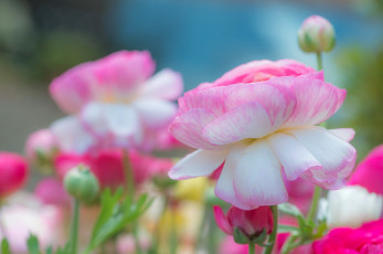 Картинка цветы ранункулюс+ азиатский+лютик розовый азиатский лютик ранункулюс