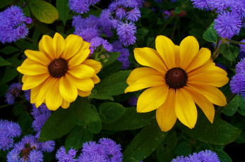 Картинка цветы разные+вместе лепестки листья природа