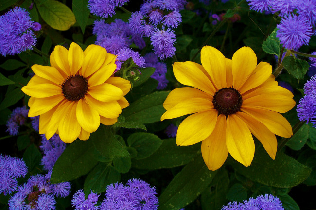 Обои картинки фото цветы, разные вместе, лепестки, листья, природа