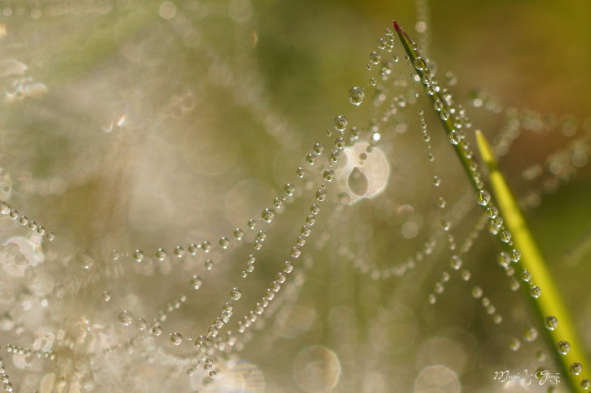 Обои картинки фото природа, макро, лето, блеск, капли, паутина, трава