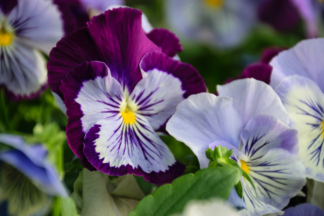 Обои картинки фото цветы, анютины глазки , садовые фиалки, макро, анютины, глазки, виола