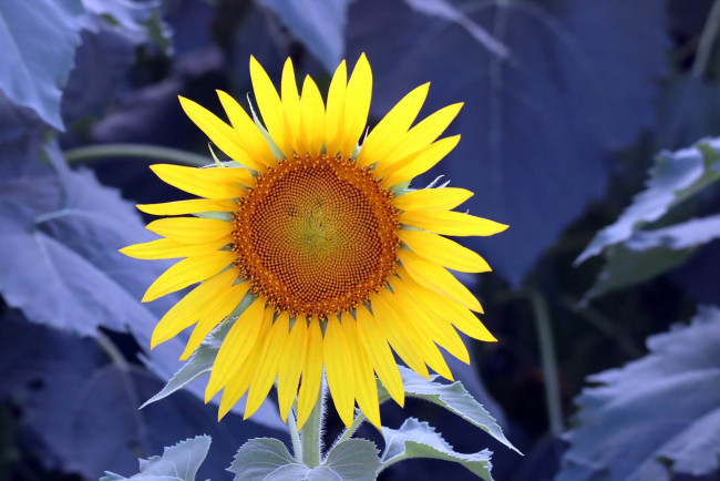 Обои картинки фото цветы, подсолнухи, лепестки, желтый