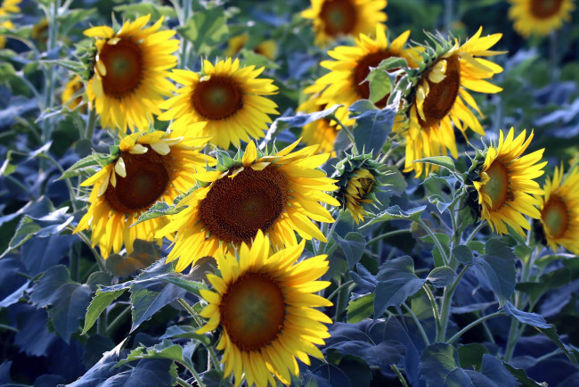 Обои картинки фото цветы, подсолнухи, лепестки, жолтые