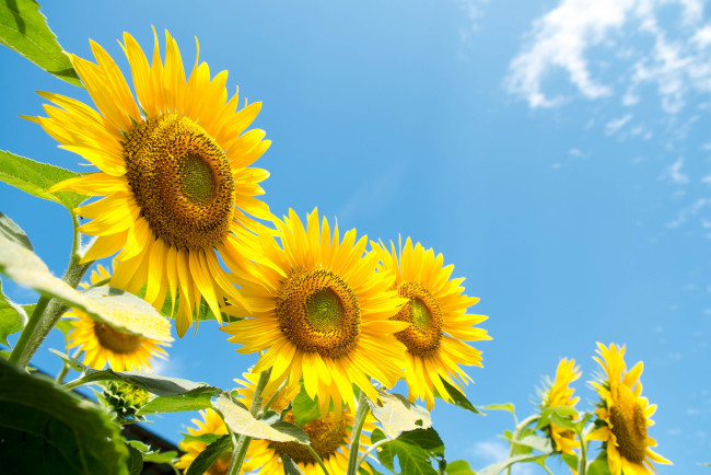 Обои картинки фото цветы, подсолнухи, подсолнух, листья, небо, поле, облака