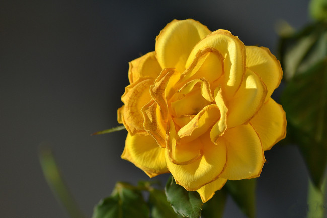 Обои картинки фото цветы, розы, бутон, роза