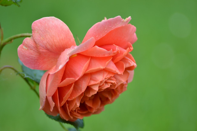 Обои картинки фото цветы, розы, бутон, роза