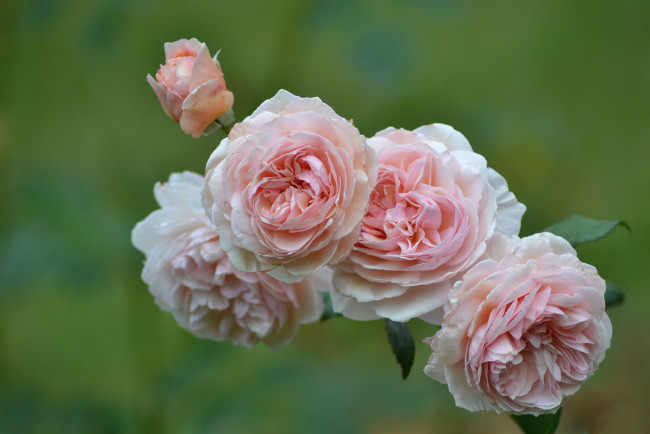 Обои картинки фото цветы, розы, роза, бутон