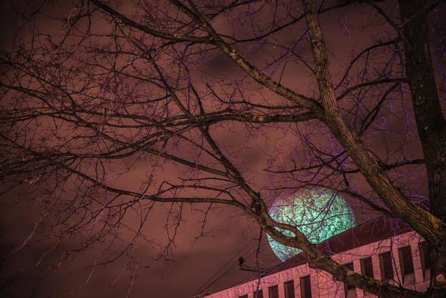 Обои картинки фото природа, деревья, дерево, ветки, ночь, луна, небо