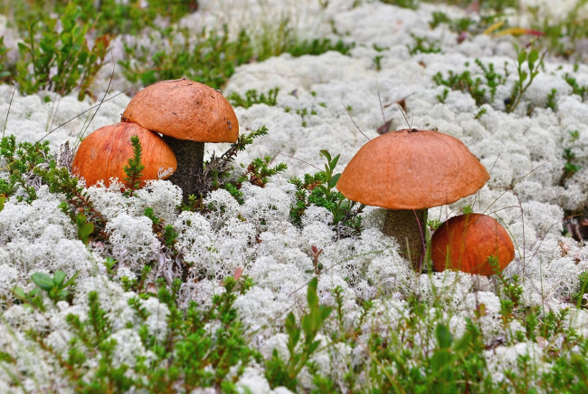 Обои картинки фото природа, грибы, мох, подосиновики